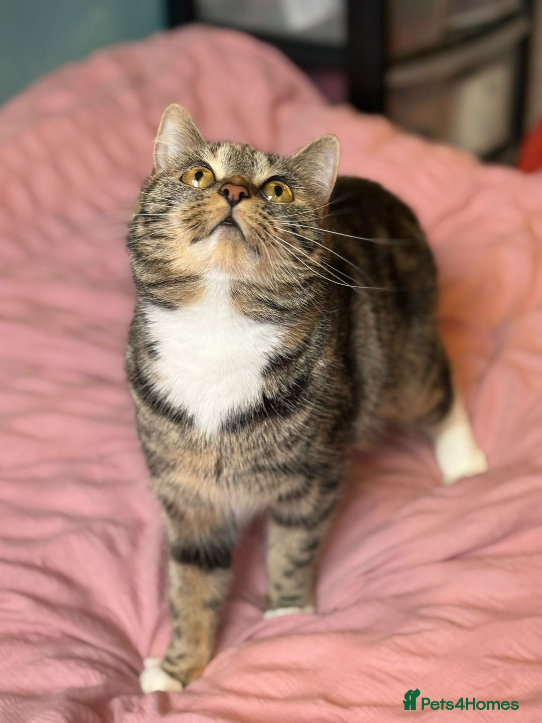 Mixed Breed cats for sale: Sheeba - Image 3