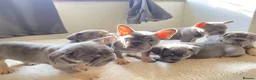 French Bulldog dogs for sale: Quality French Bulldog Lilac & Tan Puppies - Advert 16