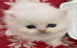 Persian cats for sale: Pure chinchilla doll face Persian kittens - Image 3