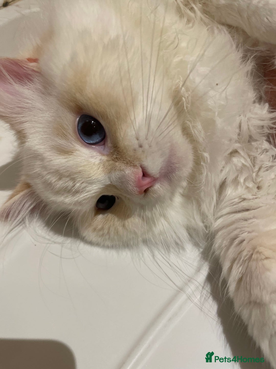 Ragdoll cats for sale: GCCF Ragdoll Boy – Needs Experienced Home - Advert 2