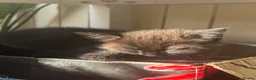 Siamese cats for sale: Beautiful siamese mixed breed kittens - Advert 15