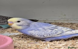 Budgerigars birds for sale: Gorgeous Baby Budgies ready now!!! - Image 14