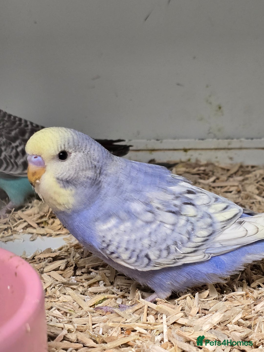 Budgerigars birds for sale: Gorgeous Baby Budgies ready now!!! - Image 14