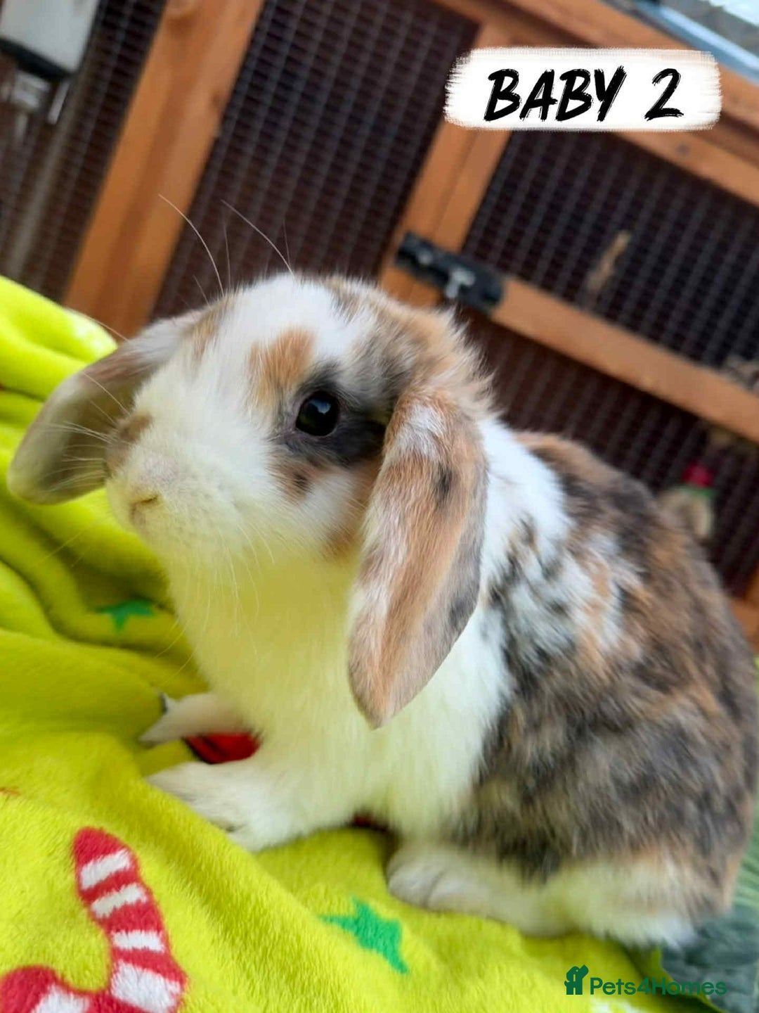 Mixed Breed rabbits for sale: *All Rabbits Pending Sale* - Advert 3