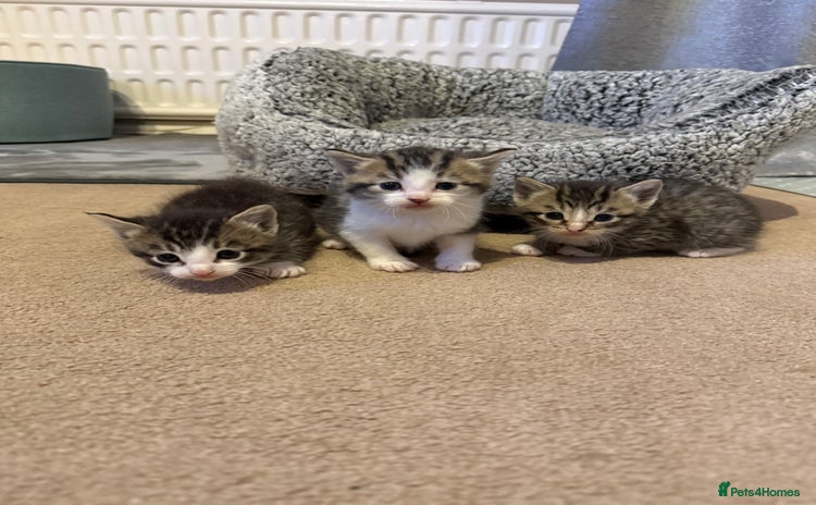 Mixed Breed cats - Advert 3