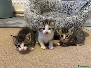 Mixed Breed cats - Advert 5