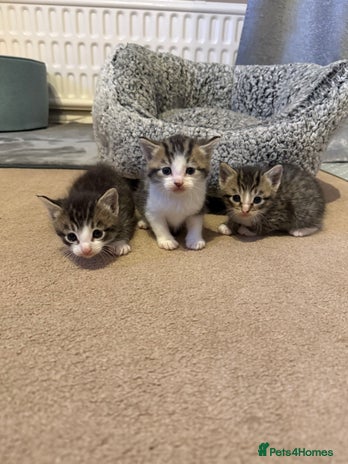 Mixed Breed cats - Advert 3