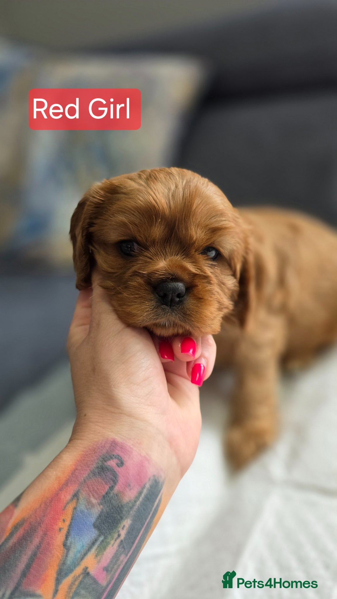 Cavalier King Charles Spaniel dogs for sale: Beautiful Cavalier King Charles Spaniel  in Nottingham - Advert 7