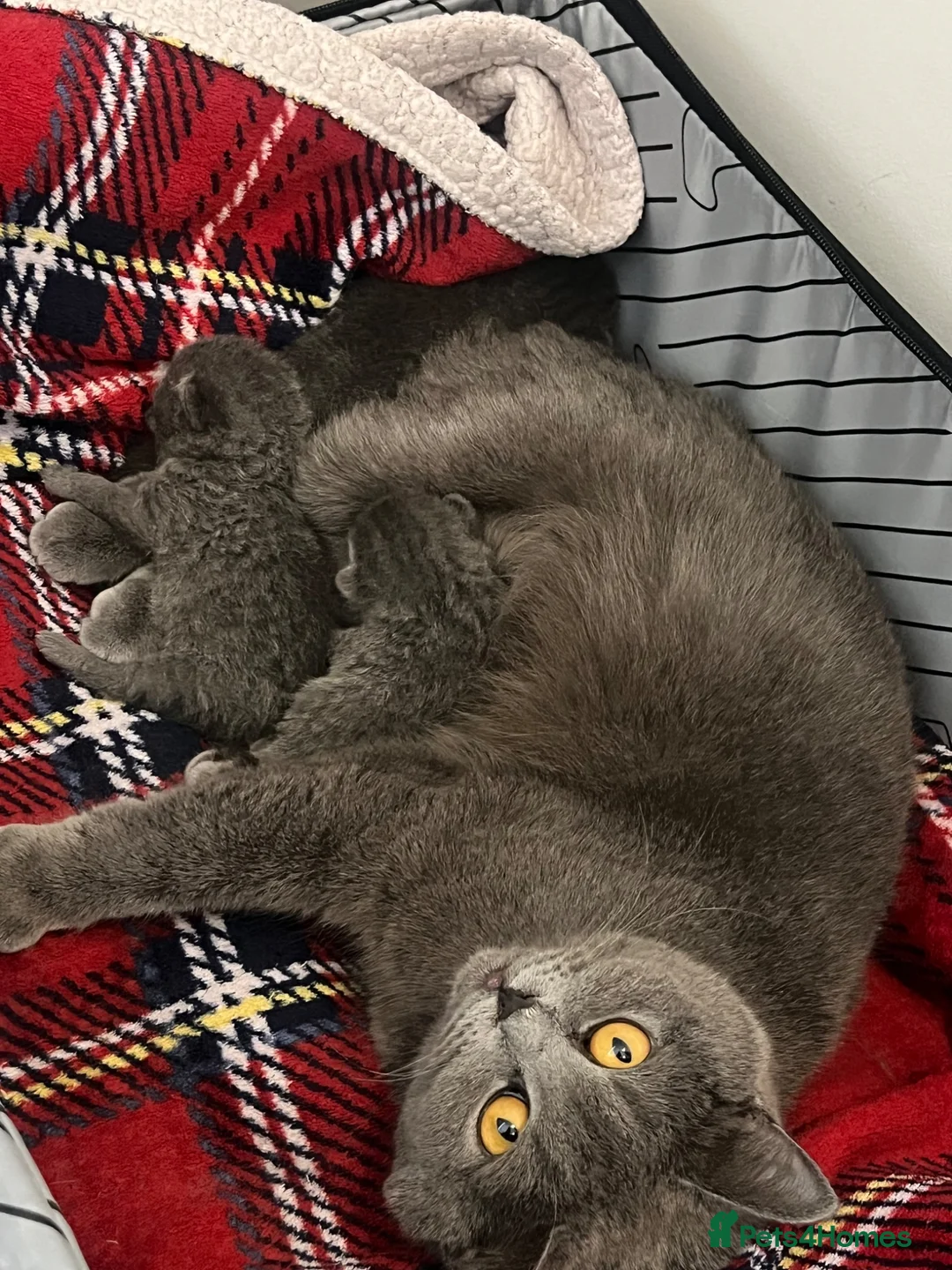 British Shorthair cats for sale: British Shorthair Kittens – 3 Boys 🐱 - Advert 2