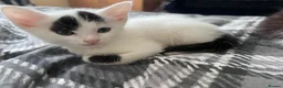 Mixed Breed cats for sale: Kitty  - Advert 7