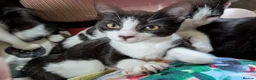 Mixed Breed cats for sale: Tuxedo twins  in Rochdale - Advert 3
