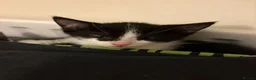 Mixed Breed cats for sale: Kittens  - Advert 2