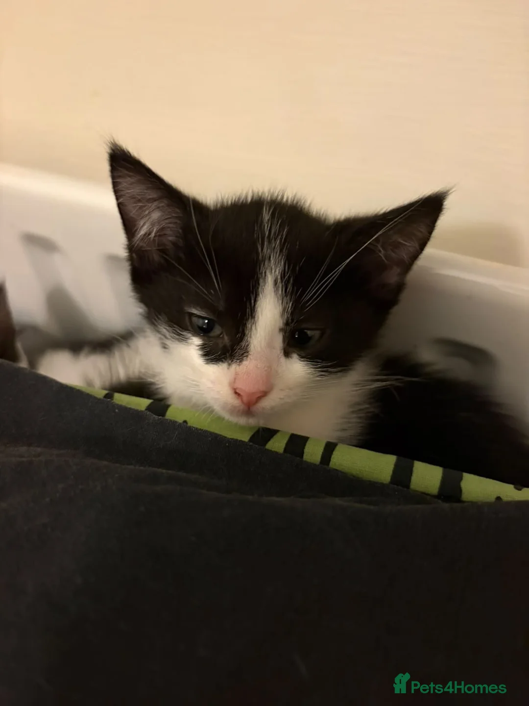 Mixed Breed cats for sale: Kittens  - Advert 2