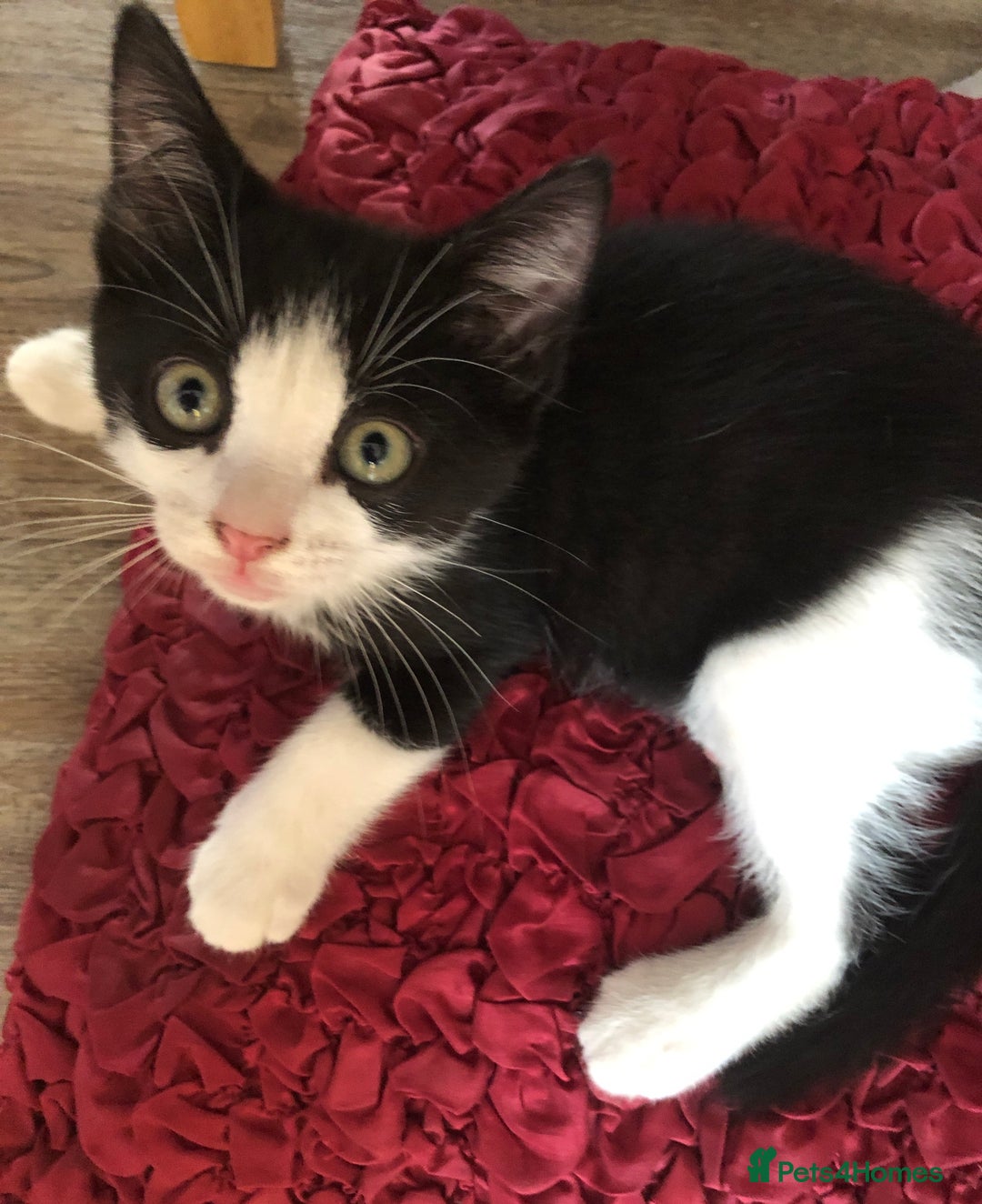Mixed Breed cats for sale: Kittens  - Image 19