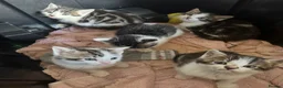 Mixed Breed cats for sale:     Tiny kitten Paws Looking for Homes 🏡 - Advert 4