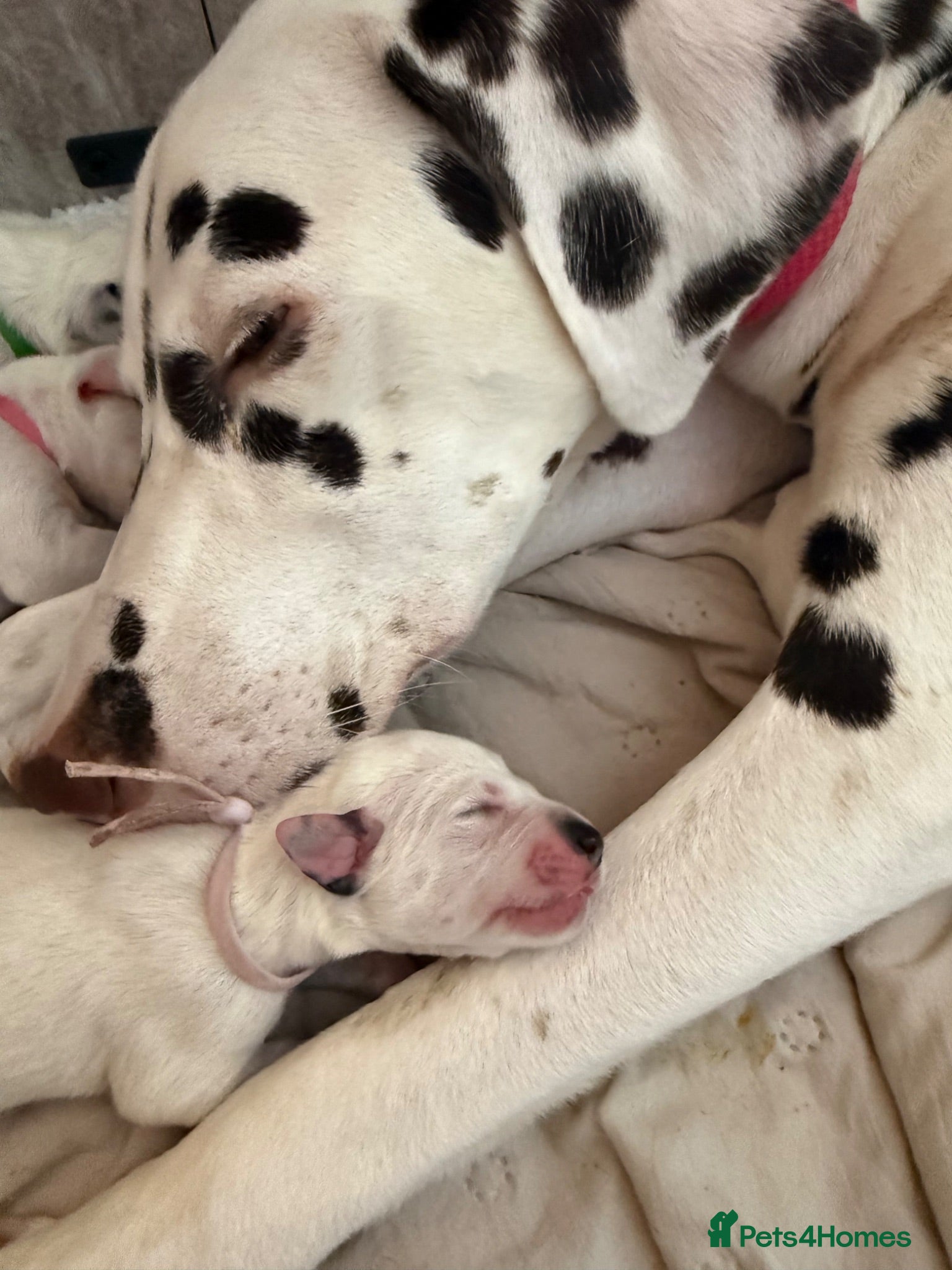 Dalmatian dogs 💫🐾 Dalmatian puppies🐾💫  - Advert 10