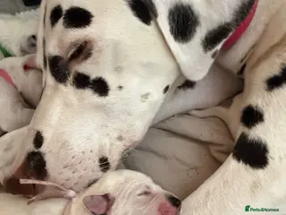 Dalmatian dogs 💫🐾 Dalmatian puppies🐾💫 - Advert 4
