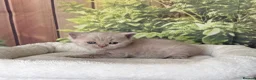 British Shorthair cats for sale: stunning british shorthair  - Advert 26