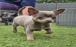 Chihuahua dogs for sale: Chihuahua female puppies  - Image 10