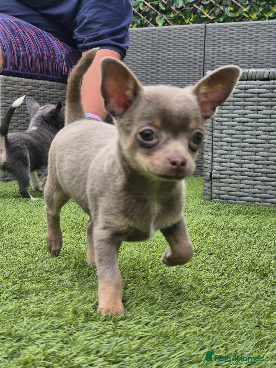 Chihuahua dogs for sale: Chihuahua female puppies  - Image 10