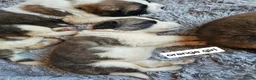 Saint Bernard dogs for sale: Saint Bernard‘s puppies - Advert 2
