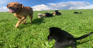 Labrador Retriever dogs - Advert 10