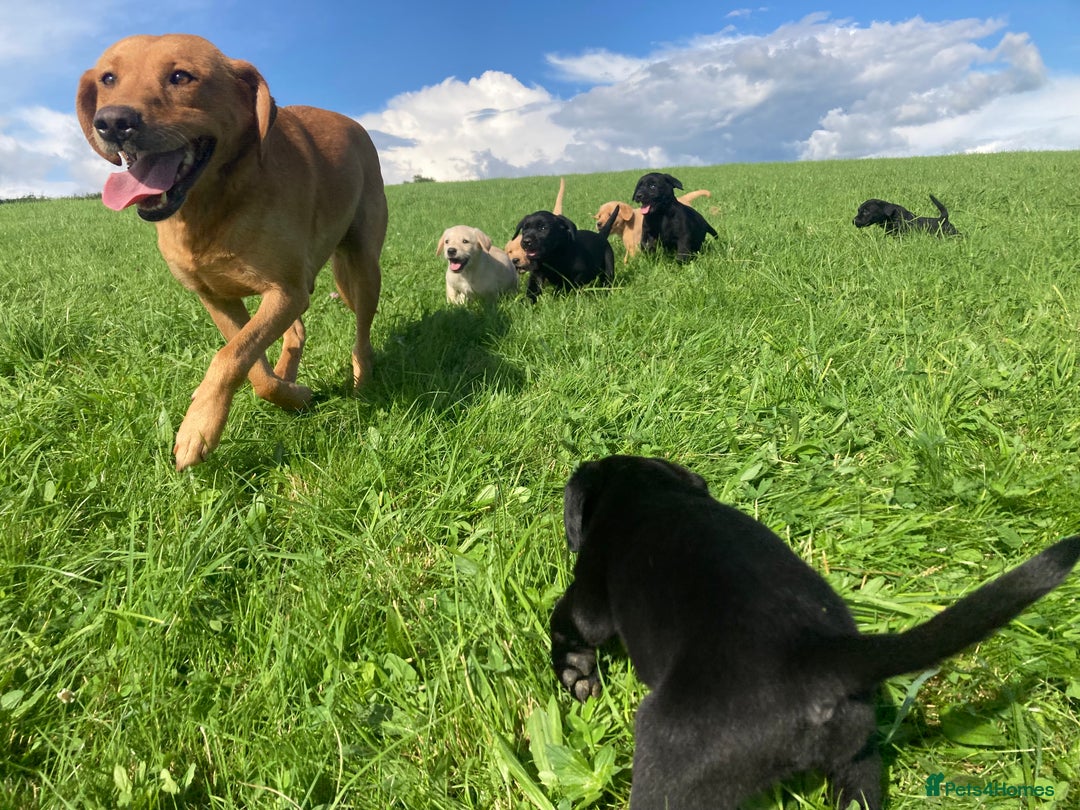 Labrador Retriever dogs for sale: Beautiful KC Reg Lab pups  - Image 2