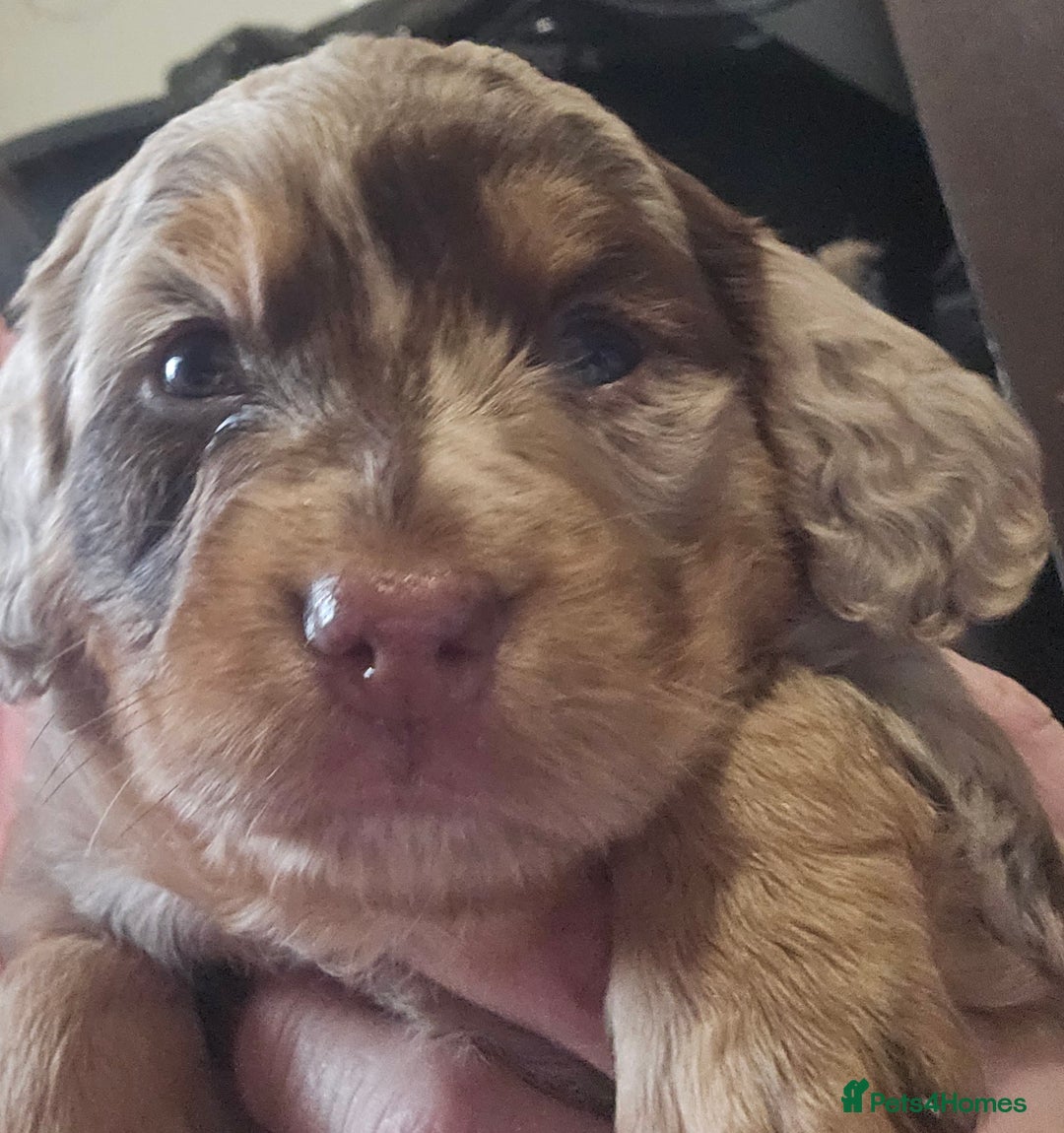 Cockapoo dogs for sale: The best cockapoos  - Image 17