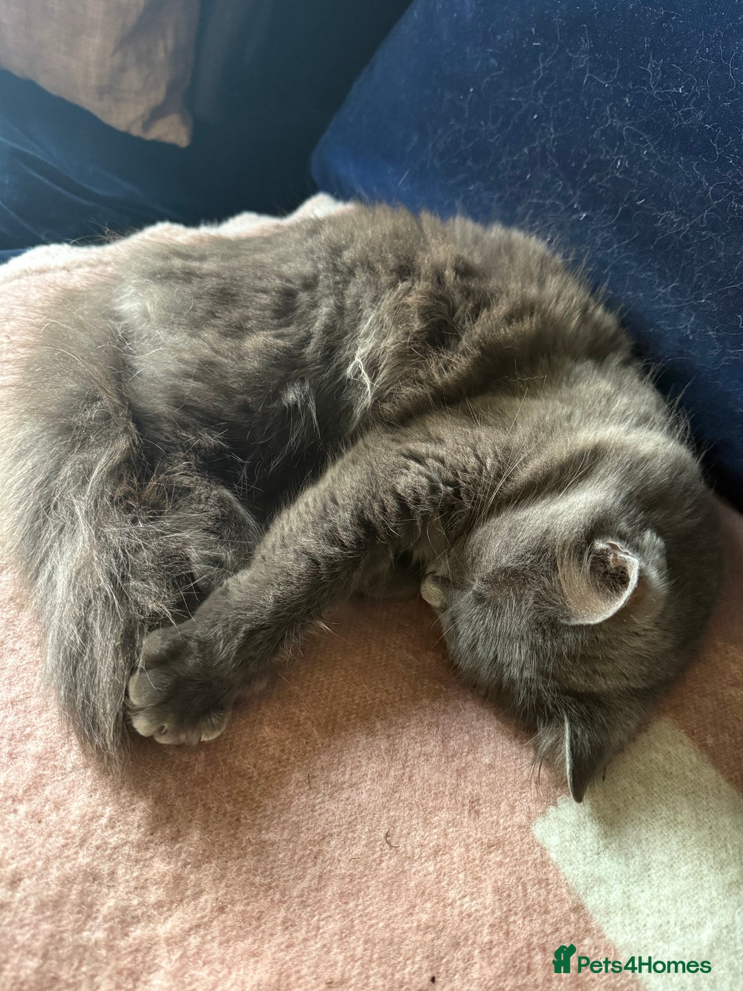 Russian Blue cats for sale: Sweet 4 Year Old Russian Blue Girl  - Image 10