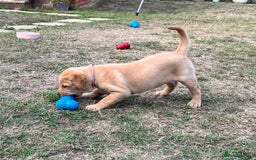 Labrador Retriever dogs for sale: Golden Labrador Puppies for Sale - Image 11
