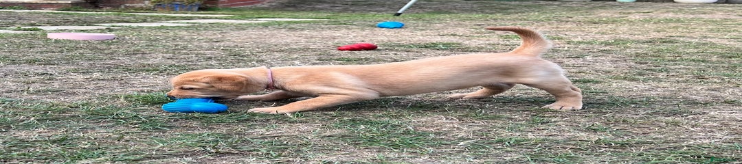 Labrador Retriever Puppy 5