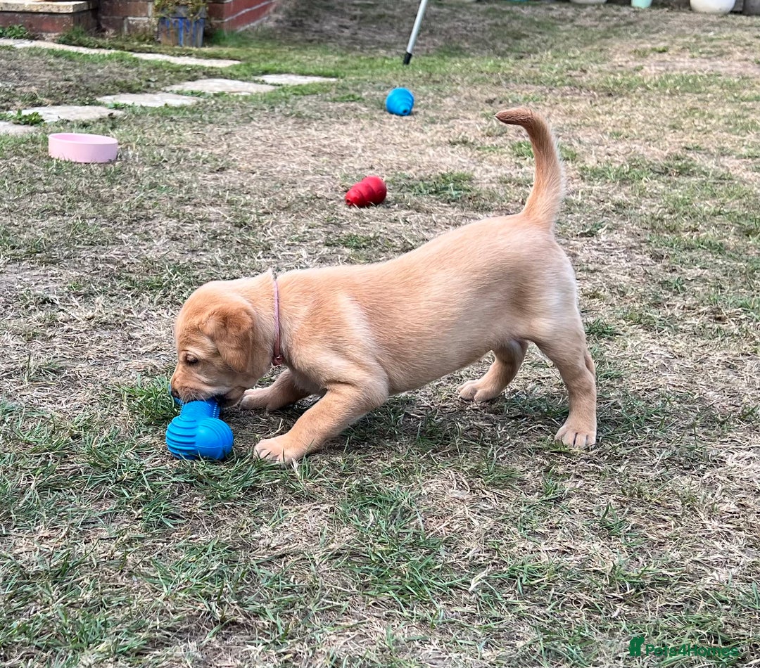 Labrador Retriever dogs for sale: Golden Labrador Puppies for Sale - Image 11