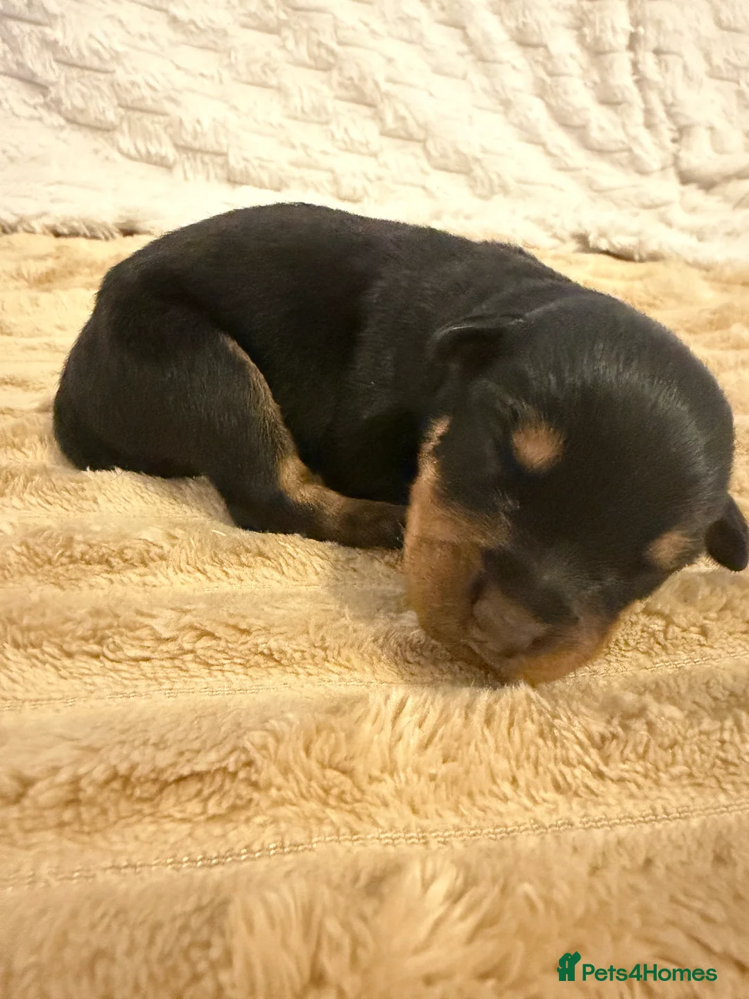 Rottweiler dogs for sale: Chunky Rottweiler puppies! - Advert 10