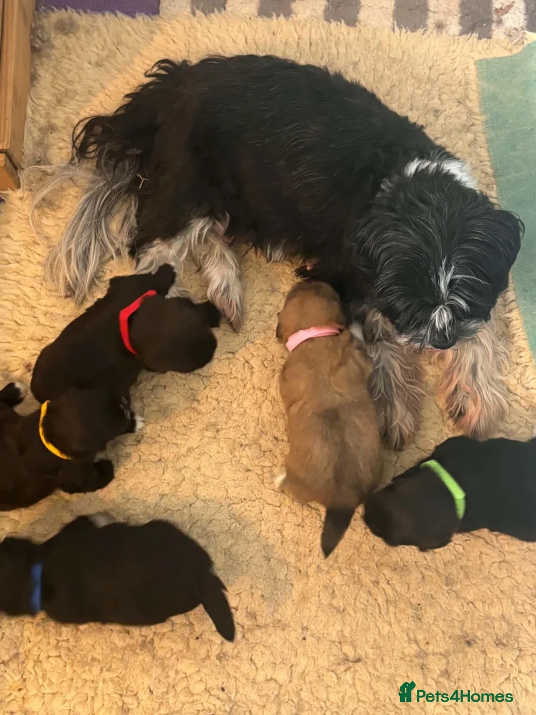 Mixed Breed dogs for sale: Cut and adorable puppies in Abingdon - Advert 1
