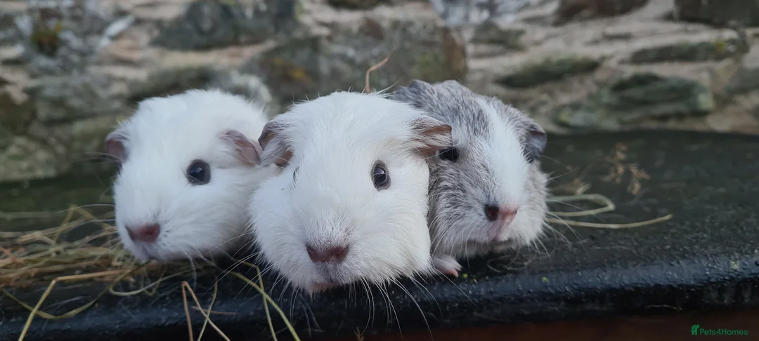 Guinea Pig rodents for sale: 3 smooth haired brothers.  - Advert 2