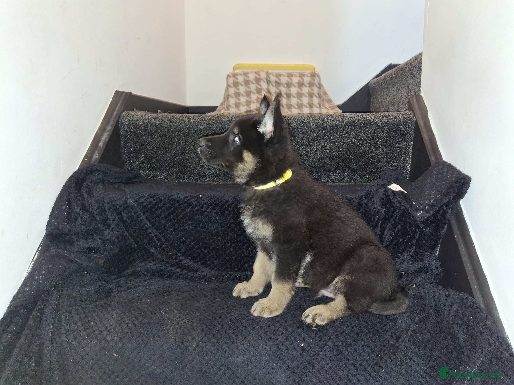 German Shepherd dogs Beautiful German Shepherd Puppies - Advert 18