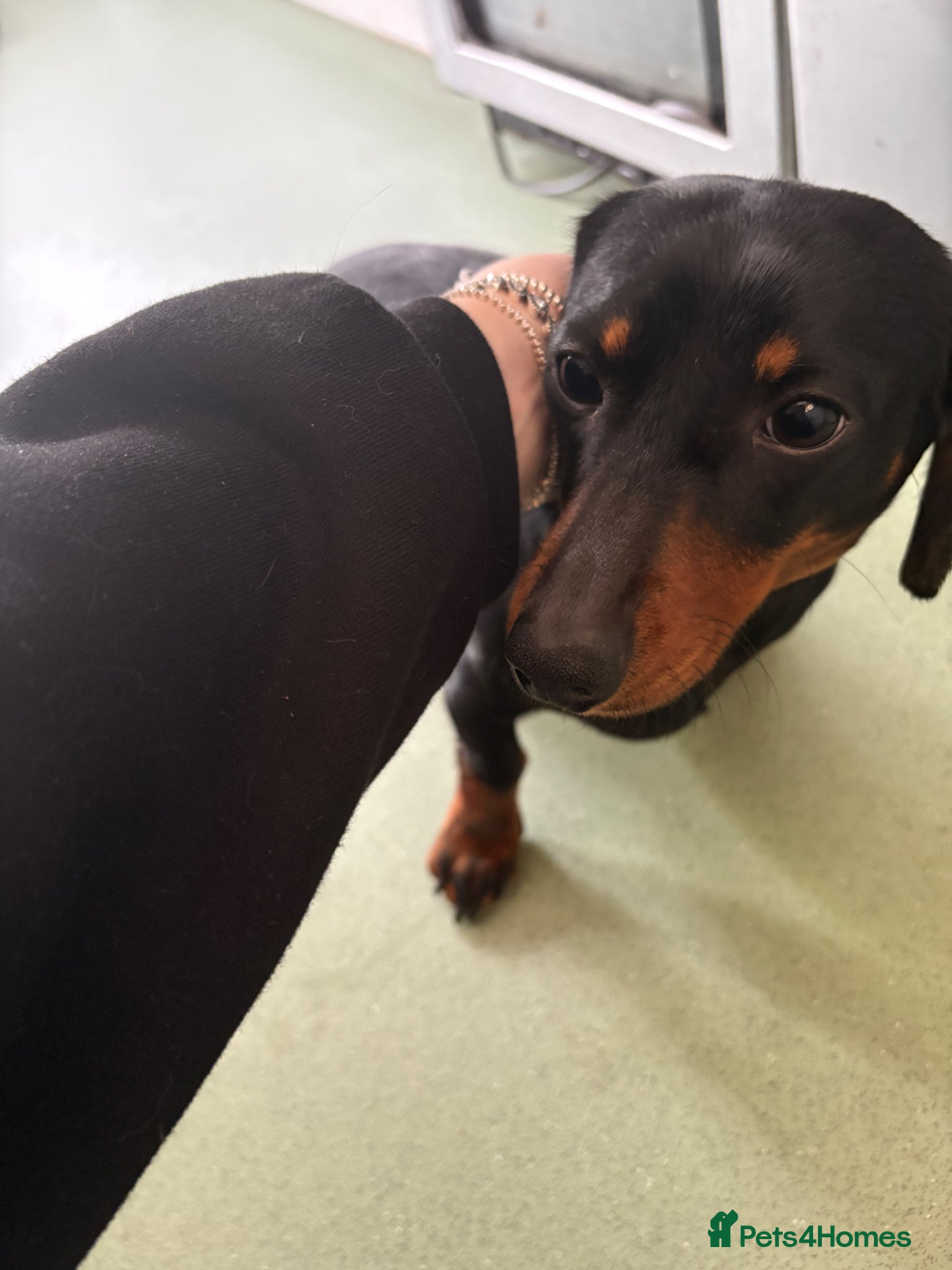 Miniature Dachshund dogs Beautiful girl for sale  - Advert 3