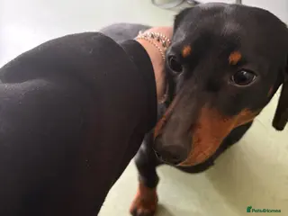 Miniature Dachshund dogs Beautiful girl for sale - Advert 1