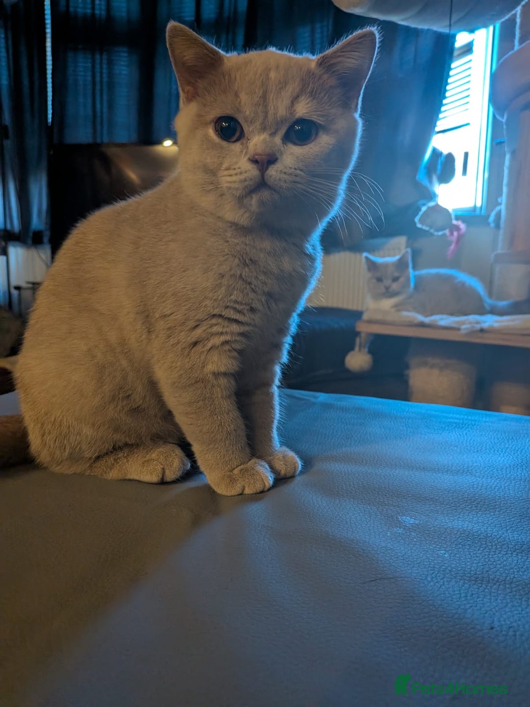 British Shorthair cats for sale: GCCF Registered Championship Line BSH Kittens - Advert 12