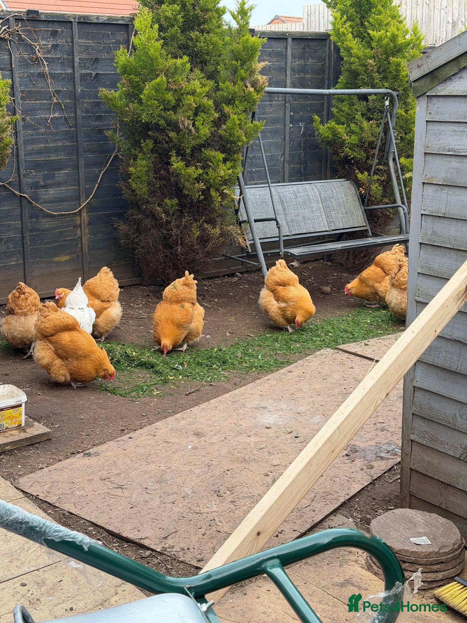Chickens poultry Buff Orpington chicks - Advert 13