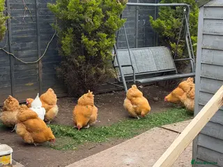 Chickens poultry Buff Orpington chicks - Advert 13