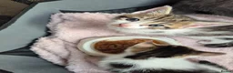 Mixed Breed cats for sale: 3 Adorable Kittens Looking for Homes - Advert 1
