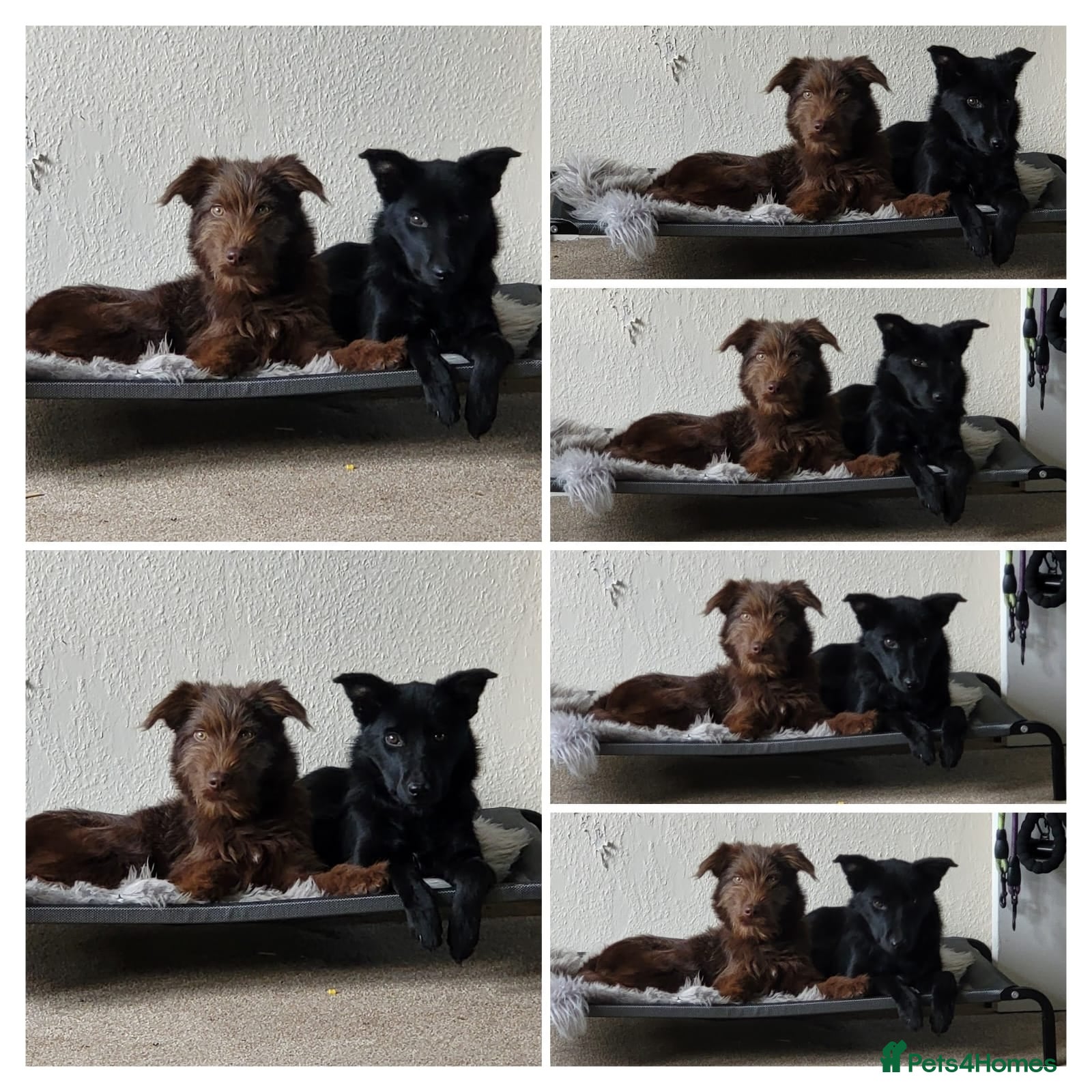 Mixed Breed dogs Well loved dogs for new home - Advert 9