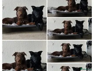 Mixed Breed dogs Well loved dogs for new home - Advert 9