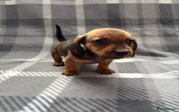 Dachshund dogs for sale: LAST 2 READY NOW Dachshund Puppies (1F, 1M) - Image 13