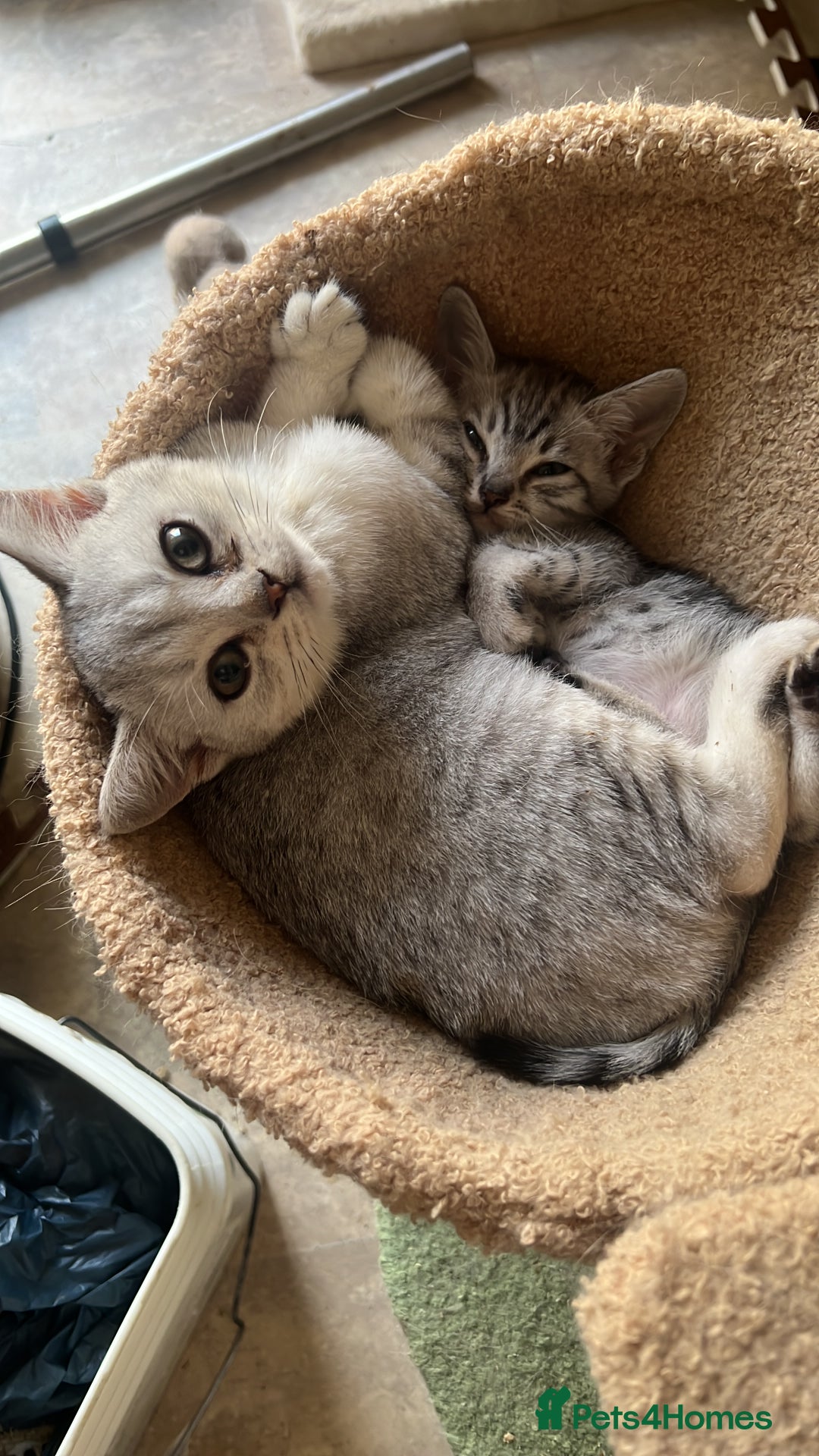 British Shorthair cats for sale: Silver British shorthair kittens  - Advert 4