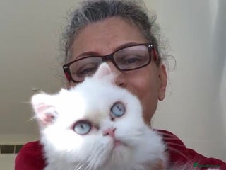 Mixed Breed cats - Advert 16