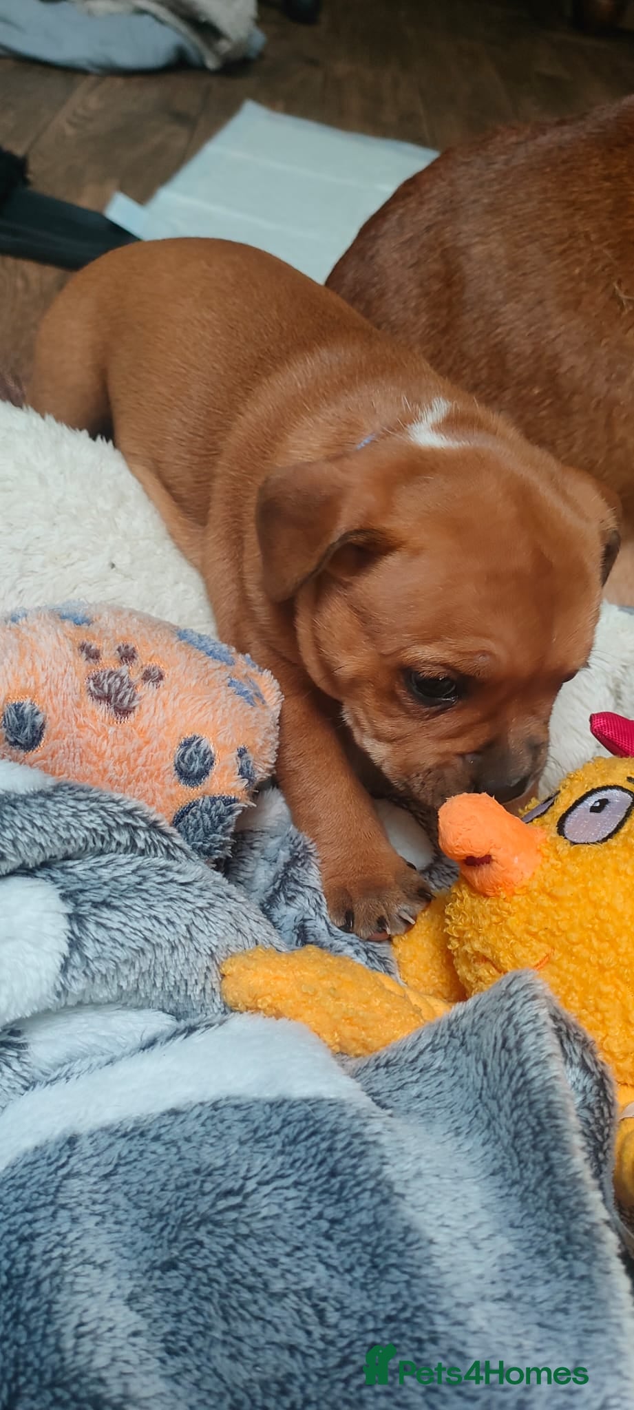 Staffordshire Bull Terrier dogs Beautiful puppies🐶🐶🐶🐶 - Advert 1