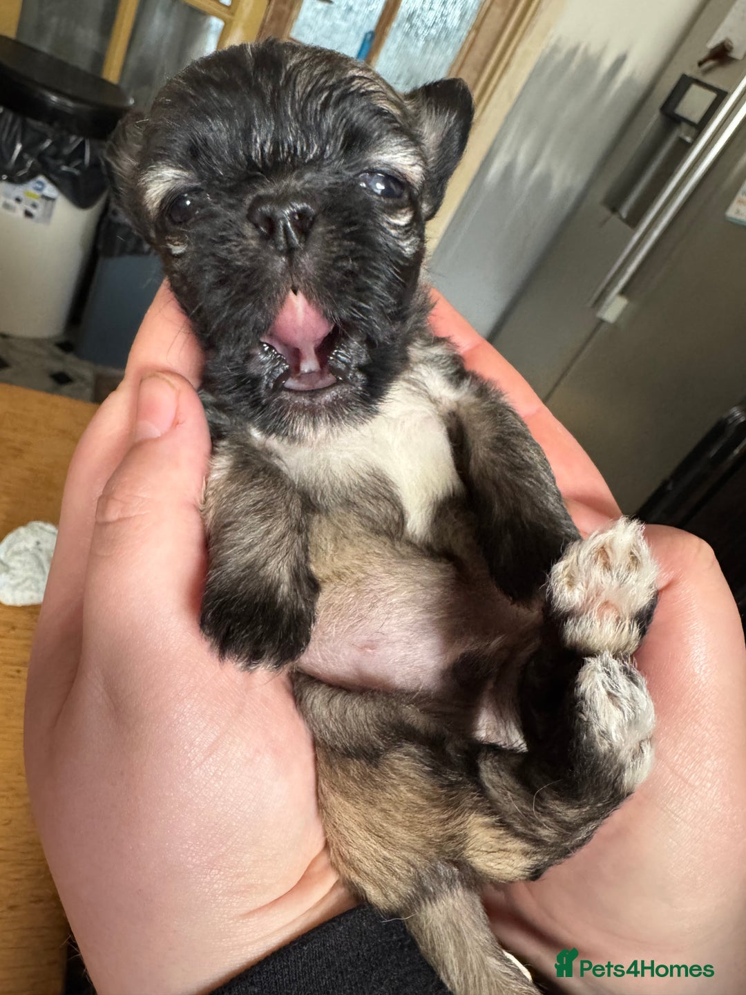 Mixed Breed dogs for sale: Schi-Chi babies in Wadebridge - Image 5