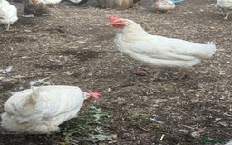 Chickens poultry for sale: Blue egg layers (leghorn crosses)  - Image 3
